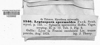 Leptospora spermoides image